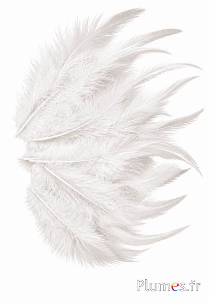 Haan - 8-12 cm - wit